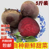 甜菜根新鲜现挖5斤甜菜头紫菜头红甜菜可榨汁农产品红菜头萝卜头 甜菜根5斤大果3-6个