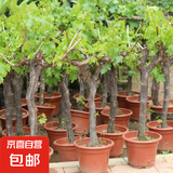 葡萄树苗特大巨峰无籽阳光玫瑰葡萄苗蓝宝石南爬藤北方种当年结果 寒香蜜20年大苗