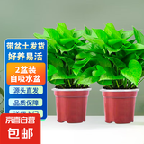 绿萝盆栽除甲醛水培花卉大叶绿植办公室内新房植物净化空气装饰 110款原盆储水盆【2盆装】