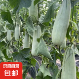 山东甜瓜 脆甜蜜瓜多汁 农家自种 生鲜水果整箱包邮 羊角蜜净重:1000g单果克重≥250g