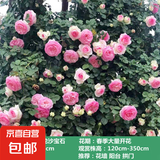 蔷薇花苗爬藤植物藤本月季四季开花卉特大浓香型玫瑰盆栽庭院阳台 粉色龙沙宝石【四季大花浓香】 1.6米高左右【多分枝当年开花】推荐
