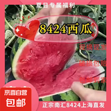 正宗南汇8424西瓜皮薄汁多现摘现发4.5斤-12斤 单果4斤-8斤 10斤-12斤带箱重量