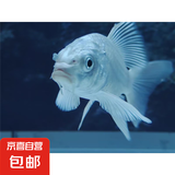 锦鲤鱼活体观赏鱼活鱼小型易养冷水淡水鱼小鱼苗锦鲤金鱼好看锦鲤 白金 6-8cm 3条