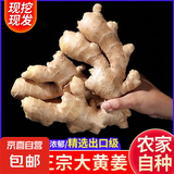 【精品】山东大黄姜水洗不带土净姜山东大姜生姜干姜新鲜蔬菜佐料 3斤