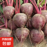 甜菜根新鲜现挖5斤甜菜头紫菜头红甜菜可榨汁农产品红菜头萝卜头 甜菜根5斤中果4-8个