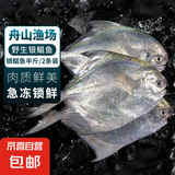 银鲳鱼1斤4条 鱼 舟山渔场新鲜冷冻野生海捕白鲳鱼深海平鱼昌鱼 舟山鲳鱼【半斤】-共发2条