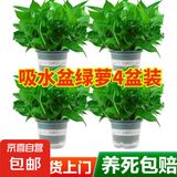 绿萝盆栽除甲醛水培花卉大叶绿植办公室内新房植物净化空气装饰 180款加仑自吸水盆【4盆装】