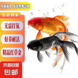 招财宠物鱼冷水观赏草金鱼锦鲤鱼好养耐活包邮包活 【1-3厘米】 混色招财水宠金鱼2条送1条备损