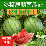 【西瓜套餐】西瓜种子西瓜阳台盆栽农家田园瓜种大全各种各样 冰糖麒麟西瓜种子1包约50粒
