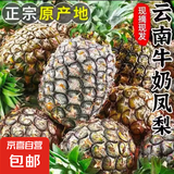 云南黑钻凤梨牛奶凤梨新鲜水果手撕凤梨现摘应季非菠萝整箱包邮 带箱3.5-4斤 单果400g起