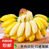 新鲜现摘海南皇帝蕉小香蕉软糯可口水果宝宝蕉 皇帝蕉 4斤 带箱