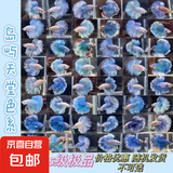 【泰国进口精品斗鱼】观赏鱼苗金鱼热带好养耐活体淡水半月婚纱鱼 SS级*蓝色公下单送鱼食