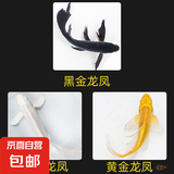 中国红冷水淡水观赏鱼锦鲤鱼活鱼金鱼小型好养红鲤鱼纯种小锦鲤 6-8CM黑白黄【龙凤】各一条