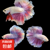 【泰国进口精品斗鱼】观赏鱼苗金鱼热带好养耐活体淡水半月婚纱鱼 S级*紫蝶公下单送鱼食