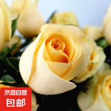 基地直发8年玫瑰老根老桩四季开花月季花苗室内阳台盆栽大花浓香 香槟玫瑰包对版四季开花【一颗 云南8年老桩 不含盆