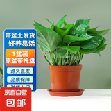 绿萝盆栽除甲醛水培花卉大叶绿植办公室内新房植物净化空气装饰 110款原盆带托盘【1盆装】