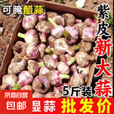 紫皮大蒜头带泥鲜干蒜 果径大于等于3cm 新鲜多瓣炒菜蒜醋泡蒜 紫皮带泥鲜干蒜100g（试吃装）