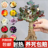 玫瑰老桩花苗室内外盆栽地栽阳台四季开花好养易活花卉月季苗秧 混色系【3颗装】+肥料