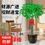 发财树大型绿植室内客厅花卉大盆栽落地办公室摆件阳台放轻松植物 【独杆】1.2-1.3m 原盆