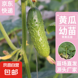 农科院种苗蔬菜秧苗大全辣椒苗番茄苗茄子苗黄瓜苗冬瓜苗苦瓜苗 旱黄瓜苗 12棵【多买便宜】
