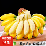 新鲜现摘海南皇帝蕉小香蕉软糯可口水果宝宝蕉 皇帝蕉净重5斤