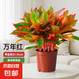 大盆万年红盆栽吉利红如意红掌室内外好养客厅旺宅绿植物四季好养 特A级大盆万年红25-35cm【基地原盆】