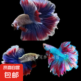 【泰国进口精品斗鱼】观赏鱼苗金鱼热带好养耐活体淡水半月婚纱鱼 S级*蜡彩公下单送鱼食
