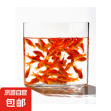 金鱼草金鱼观赏鱼冷水好养耐活小鱼苗锦鲤 5-7cm 红草金买10条送10条（加备损）