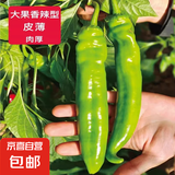 辣椒尖椒 新鲜薄皮青椒 现摘现发 蔬菜  虎皮辣椒 2斤