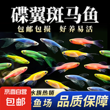 七彩蝶翼斑马鱼观赏鱼好养耐活 观赏鱼 热带鱼 蝶翼斑马2-3cm颜色随机 3条