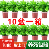 绿萝盆栽除甲醛水培花卉大叶绿植办公室内新房植物净化空气装饰 110款原盆储水盆【10盆装】