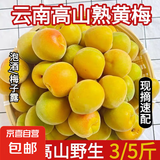 云南高山青梅云南黄梅现摘现发泡酒 云南黄梅净重3斤中果25mm-28mm