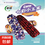 春蝶蔬菜种子四季播盆栽阳台庭院黄瓜豆角番茄甜瓜易种籽孑大全 七彩小玉米【原装1包 约50粒】 一包(试种贵在快递费)