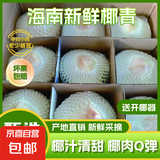 海南文昌去皮椰青大果特产热带孕妇补羊水水果当季现摘椰子蛋椰汁 椰青2斤-2.5斤6个装带箱约14.8斤