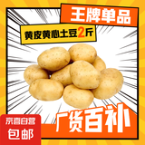 京喜加新鲜黄心土豆农家自种黄皮马铃薯黄心洋芋新鲜蔬菜 250g