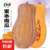 春蝶蔬菜种子四季播盆栽阳台庭院黄瓜豆角番茄甜瓜易种籽孑大全 蜜本南瓜【原装1包 约20粒】 一包(试种贵在快递费)
