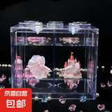 【泰国进口精品斗鱼】观赏鱼苗金鱼热带好养耐活体淡水半月婚纱鱼 红色公+黄色公种鱼繁殖组