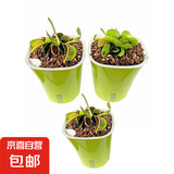 捕蝇草植物食虫草捕蚊虫儿童学习植物盆栽驱虫植物新款套餐食人花 捕蝇草3盆【大苗】种植好发货