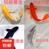 中国红冷水淡水观赏鱼锦鲤鱼活鱼金鱼小型好养红鲤鱼纯种小锦鲤 6-8CM黑白黄红各一条