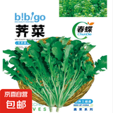 春蝶蔬菜种子四季播盆栽阳台庭院黄瓜豆角番茄甜瓜易种籽孑大全 养生荠菜【原装1包 约3000粒】 一包(试种贵在快递费)