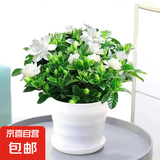 带花苞浓香型栀子花室内绿植盆栽四季开花桌面花卉净化空气好养活 大盆栀子花+螺纹盆+带花苞+肥料