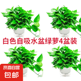 绿萝盆栽除甲醛水培花卉大叶绿植办公室内新房植物净化空气装饰 180款白色自吸水盆【4盆装】