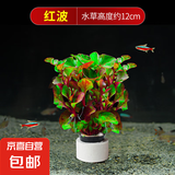 水草植物鱼缸水草造景活净水真草水榕草缸绿植阴性蜈蚣草鱼草新手 红波【送沉底环】