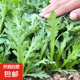 红苋菜种子圆叶速生蔬菜种子汗菜籽阳台庭院超耐热蔬菜种子大全 中叶筒篙皇帝菜约2000粒1包