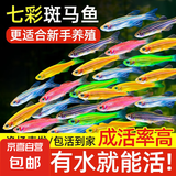 热带观赏鱼七彩斑马鱼红绿灯科鱼小型冷水淡水群游好养活的练手鱼 1-2cm糖果斑马8条随机搭配