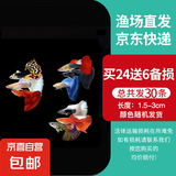 孔雀鱼天使鱼 纯种观赏鱼淡水好养热带小型观赏鱼 孔雀鱼24条送备损6条【发30条】
