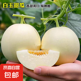 蔬菜苗菜苗种苗春冬季各种四季蔬菜秧苗辣椒苗阳台种植 白甜瓜苗6棵 不含盆