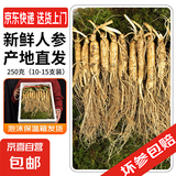新鲜人参  长白山现挖 东北带土鲜参 人叁煲汤泡水泡酒料 鲜人参250g（10-15根）