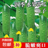 水果黄瓜种子 满地爬黄瓜 水果黄瓜种孑阳台种植盆栽四季蔬菜种籽 水果黄瓜种子1包
