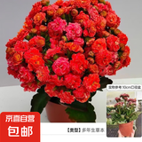长寿花盆栽重瓣金狐狸大花带花苞花苗 四季开花耐旱好养花卉植物 【红色】基地盆高约18cm 高约18-30cm